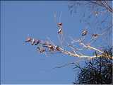 australie_1010621