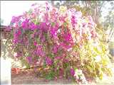 australie_1011152